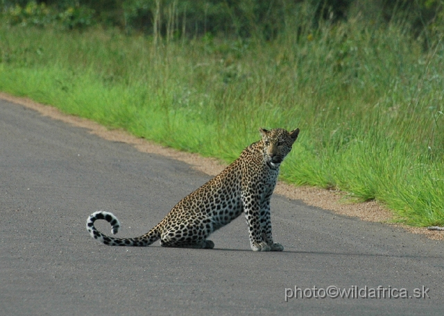 puku rsa 166.jpg - Meeting with leopard mother, near Balambala between Punda maria and Shingwedzi.